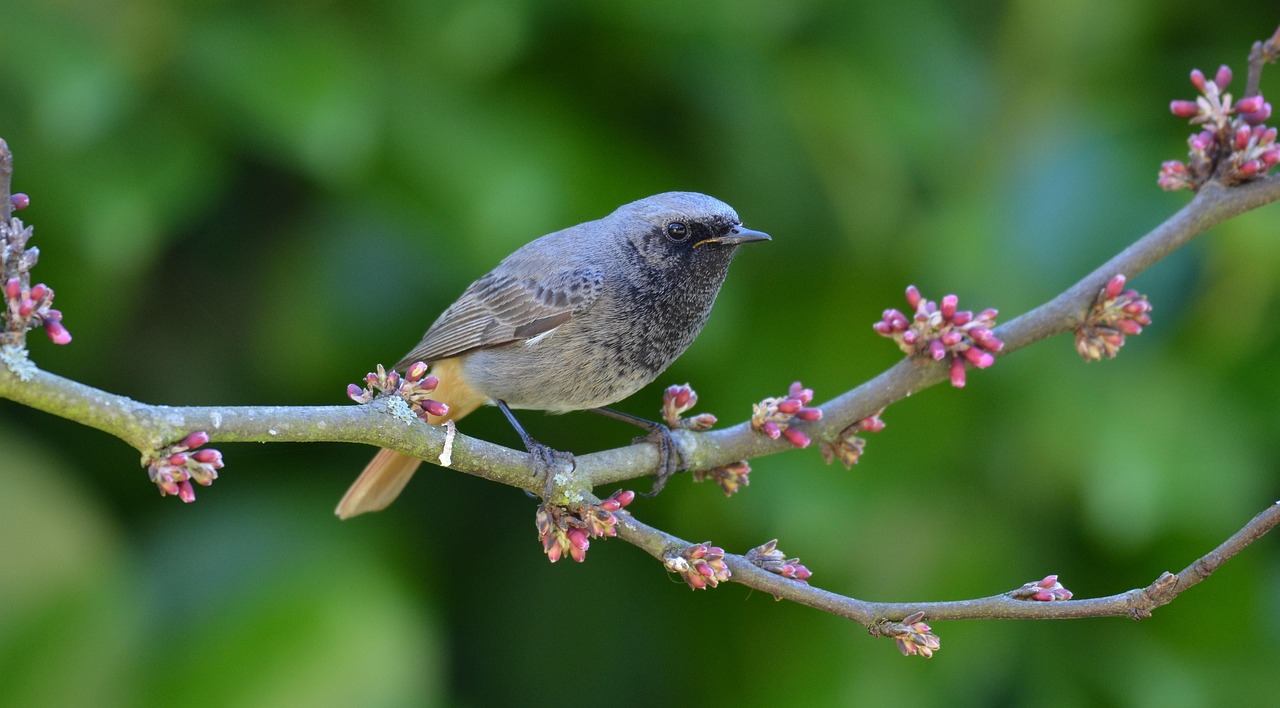 nature, oiseau, rouge-queue, branche, plume, arbre de judée