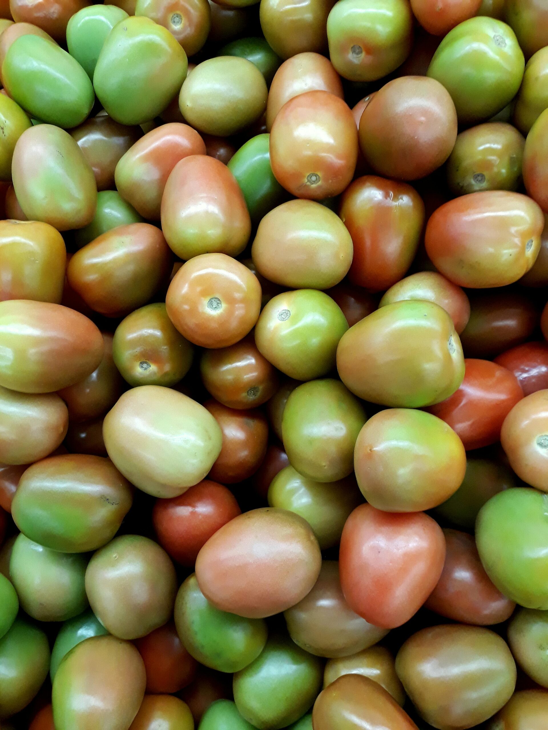 A vibrant close-up of unripe tomatoes showing fresh, organic produce.